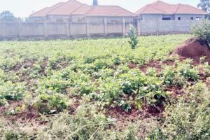 Prime Land for Sale in Kira – 23 Decimals