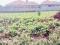 Prime Land for Sale in Kira – 23 Decimals