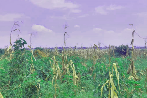 700-Acre Farm Land for Sale in Kapeka