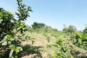10.9 Acres of Land for Sale – Namaliga, Off Bombo Road 